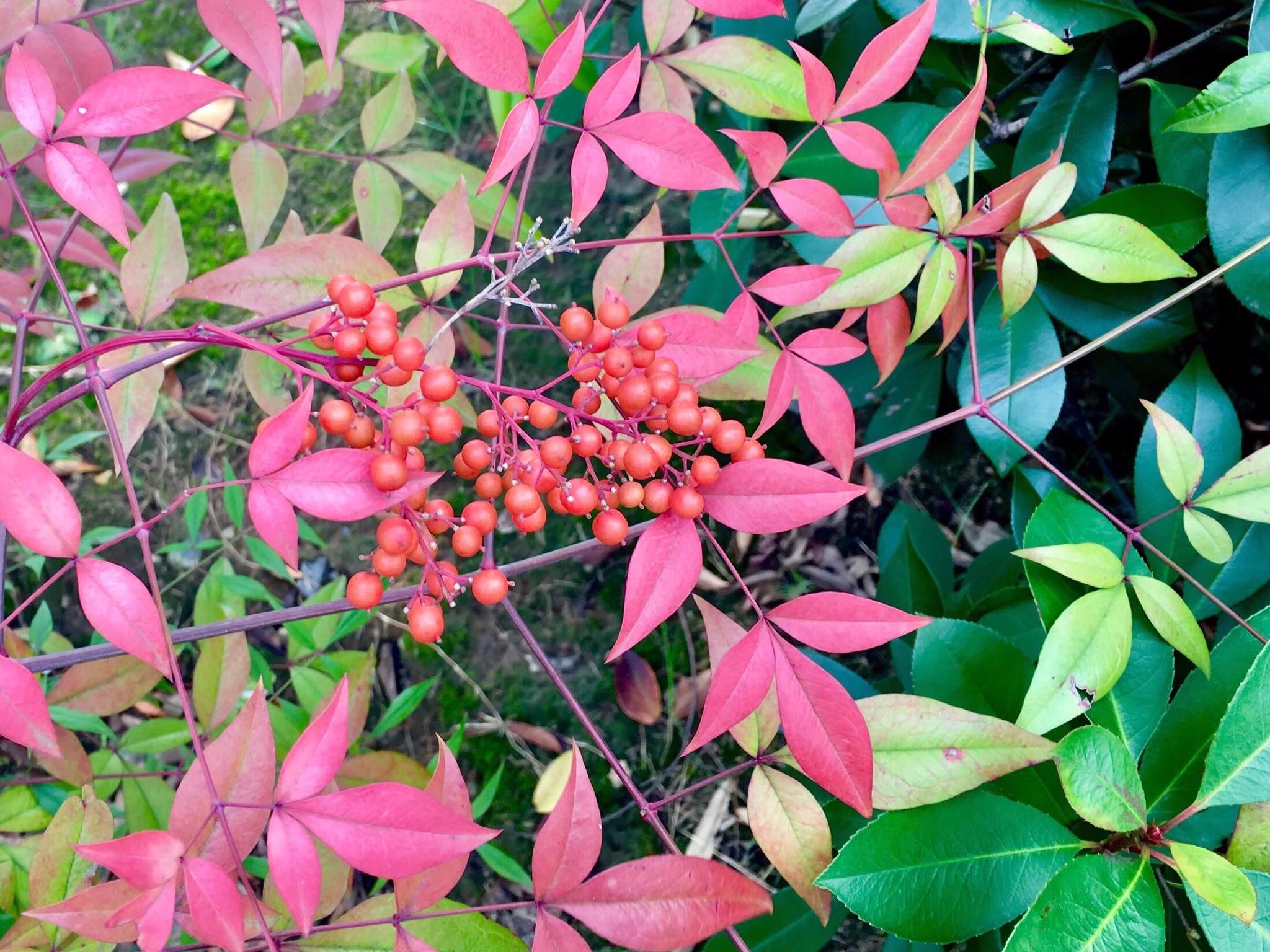 南天竹,别名南天竺,红杷子,天烛子,红枸子,钻石黄,天竹,兰竹拉丁文名