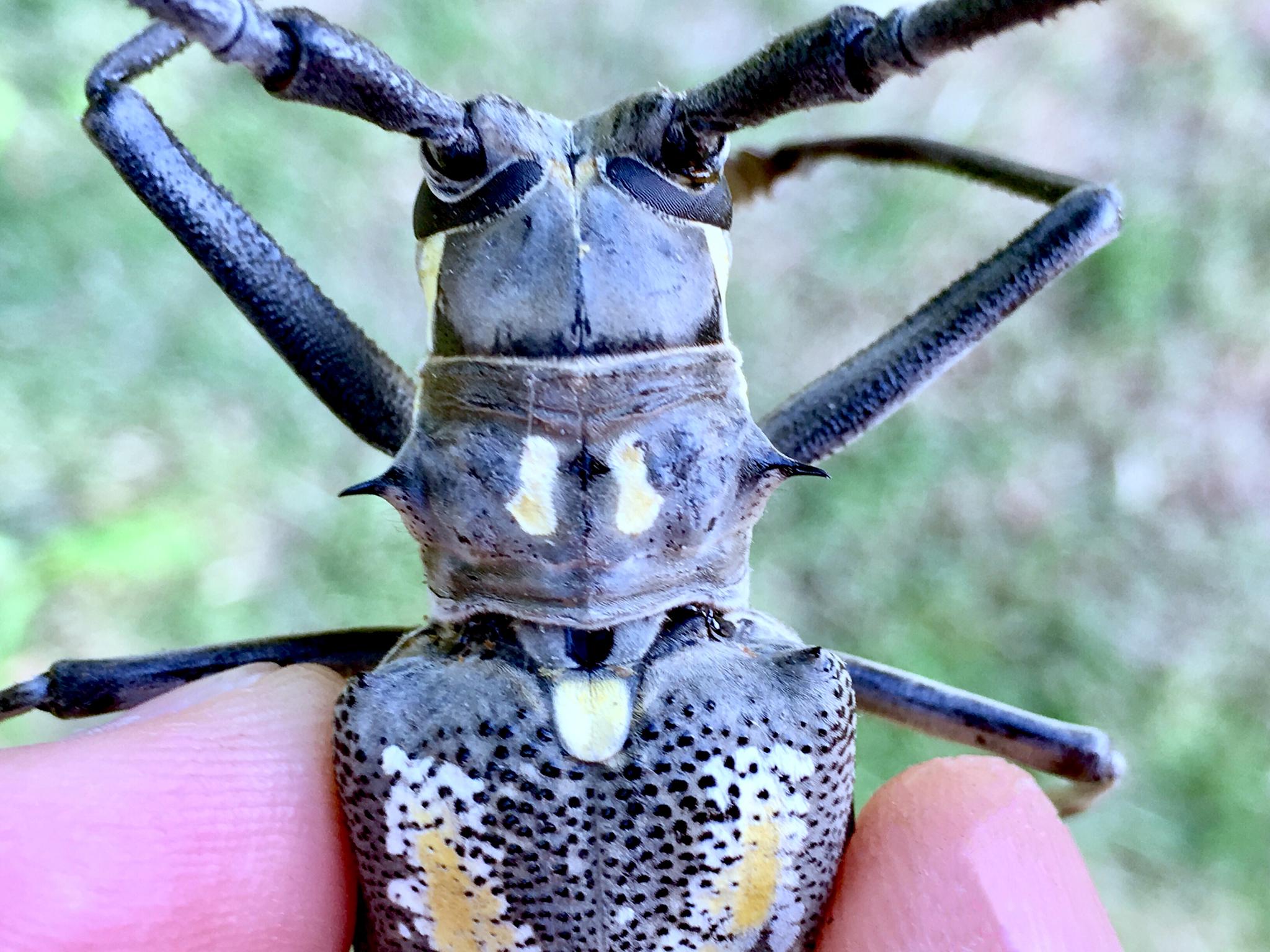 看,天牛【别名:牛角虫,花妞子】