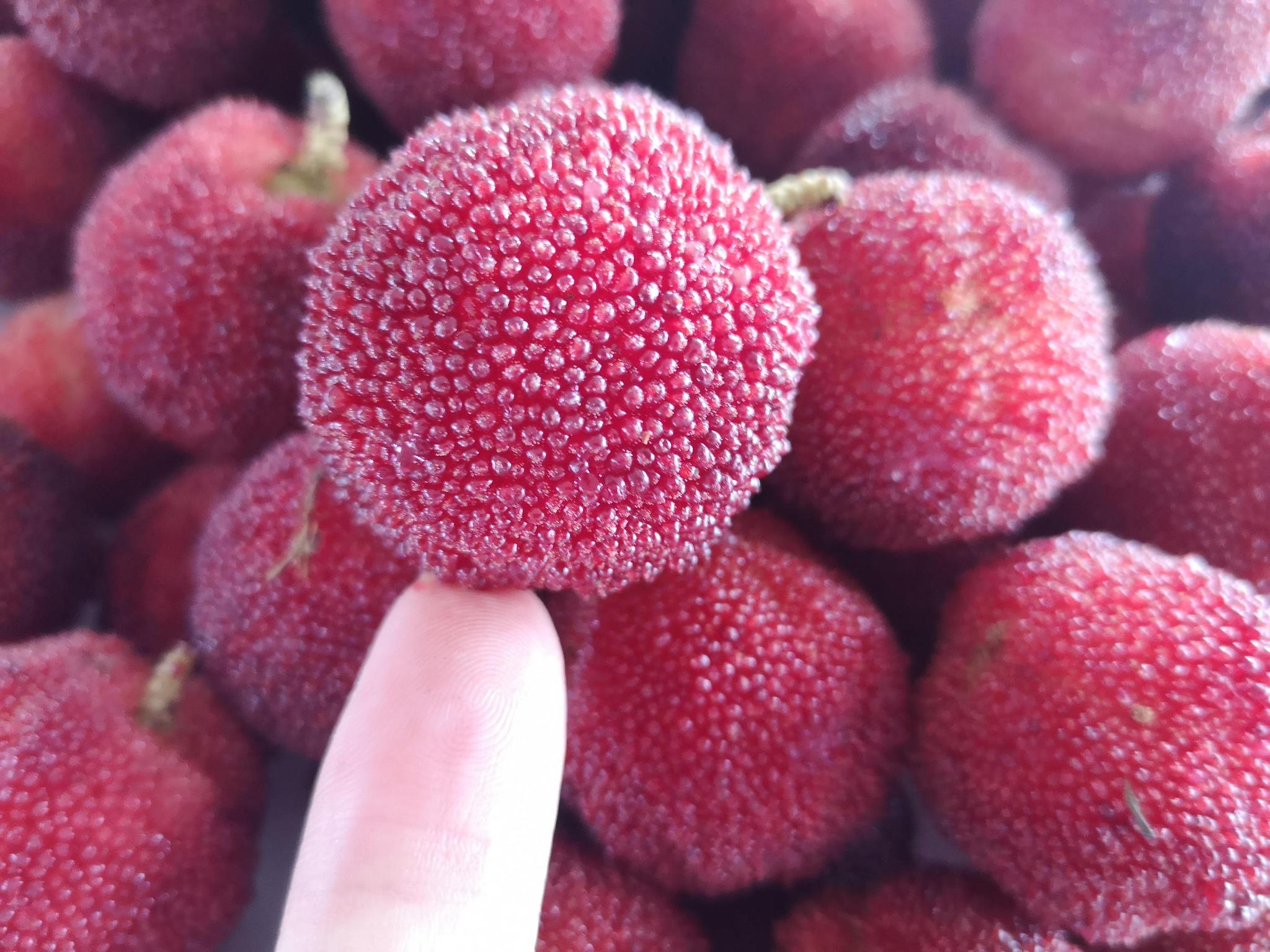 杨梅果园成景点 快递点成水果市场 侨乡青田特别风景线