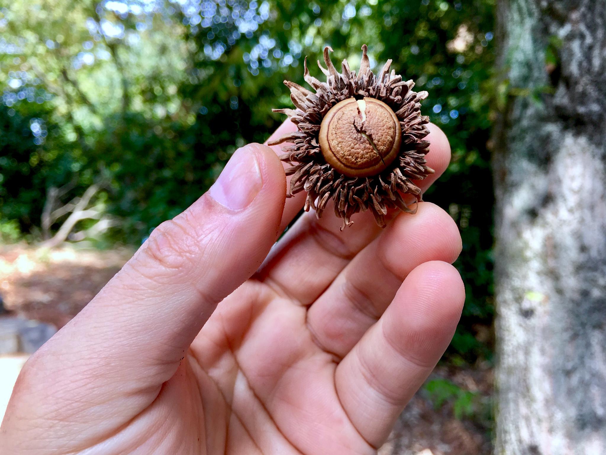 麻栎(lì)树果实,一种和榛子真的很的果实