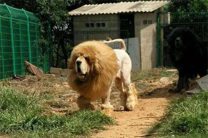 主人给藏獒剃毛宁死不从,结果剃完后眼前一亮,网友狮子