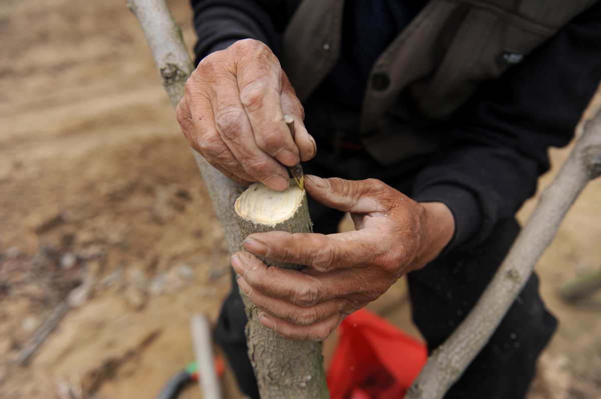 柿树嫁接怎样才能提高成活率6旬老人现场说法这两种方法最好