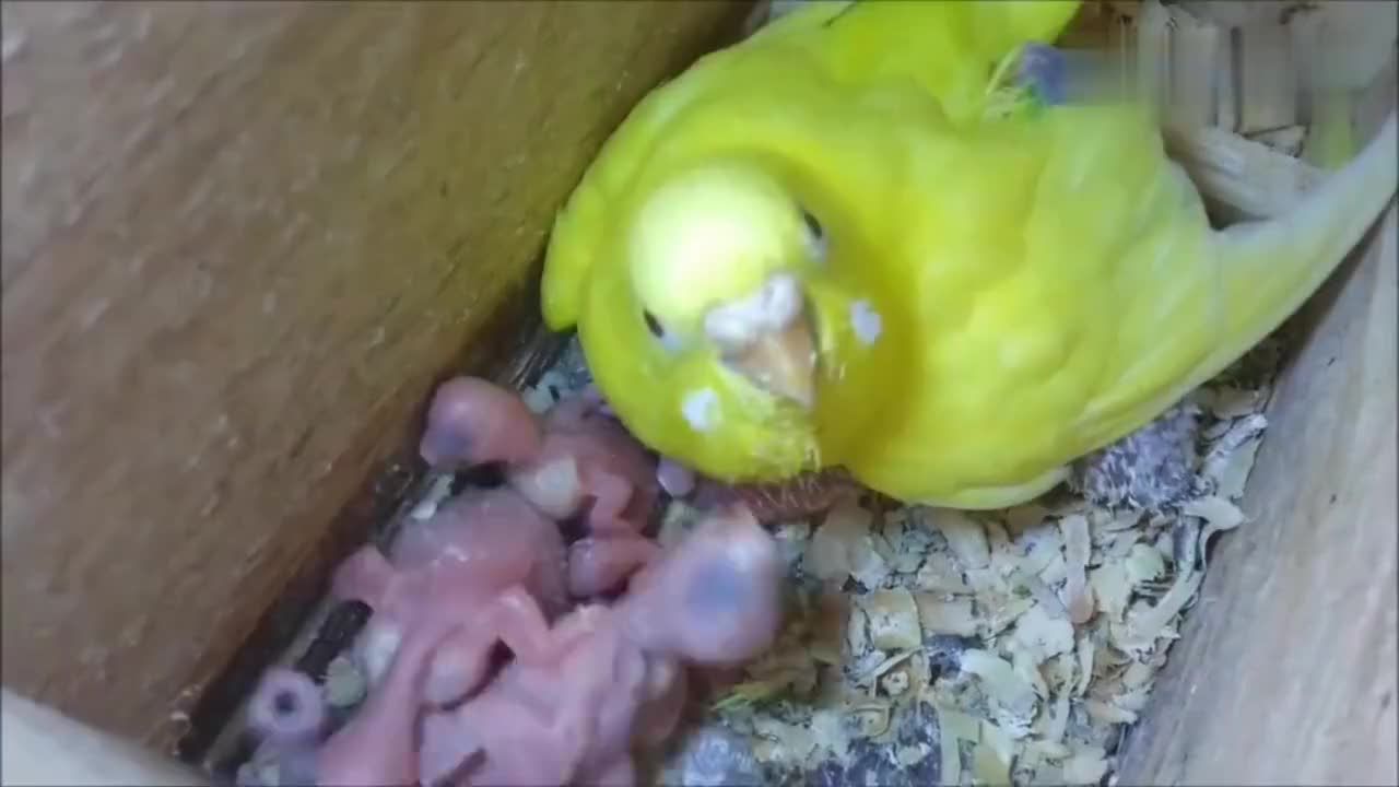 刚孵化几天的小鹦鹉每只都很健康特别爱粘妈妈 刚孵化几天的小鹦鹉每只都很健康特别爱粘妈妈