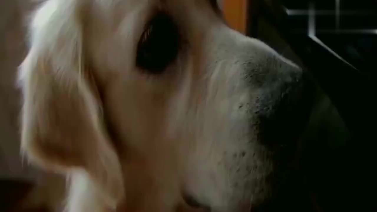 主人买来牛肉给金毛吃 一半生肉一半熟肉 金毛会选哪个呢