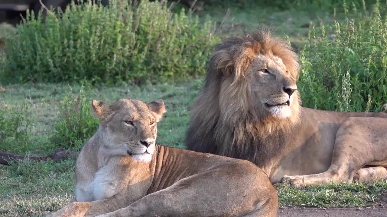 蜜月期趴一起休息的雄狮母狮真像两口子
