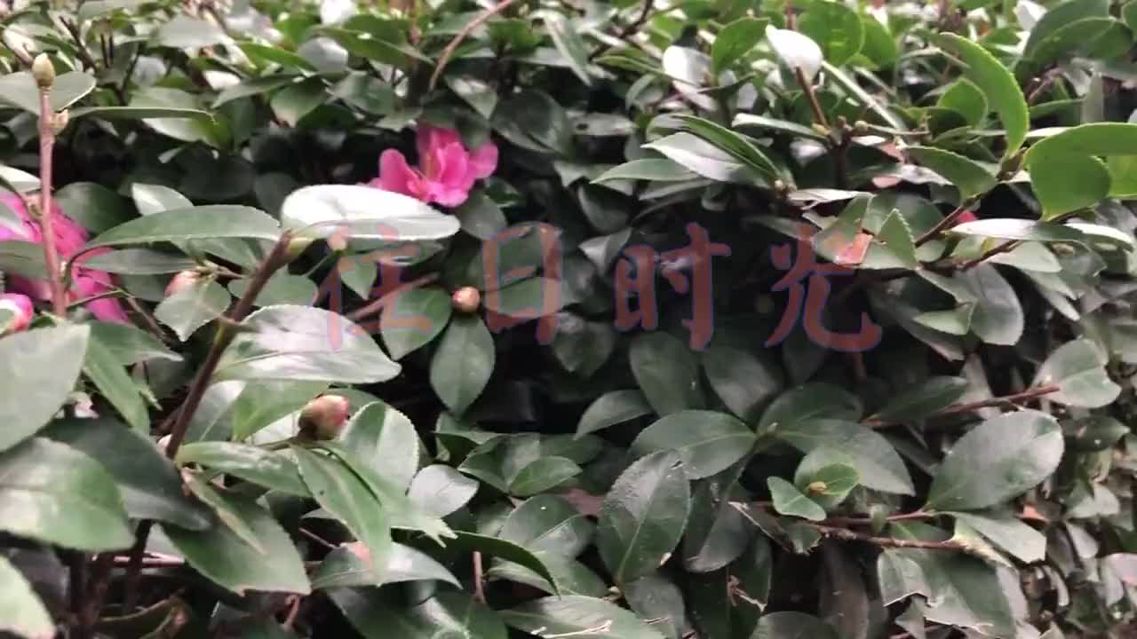 孙露的一首《往日时光》又好听又现实的经典老歌