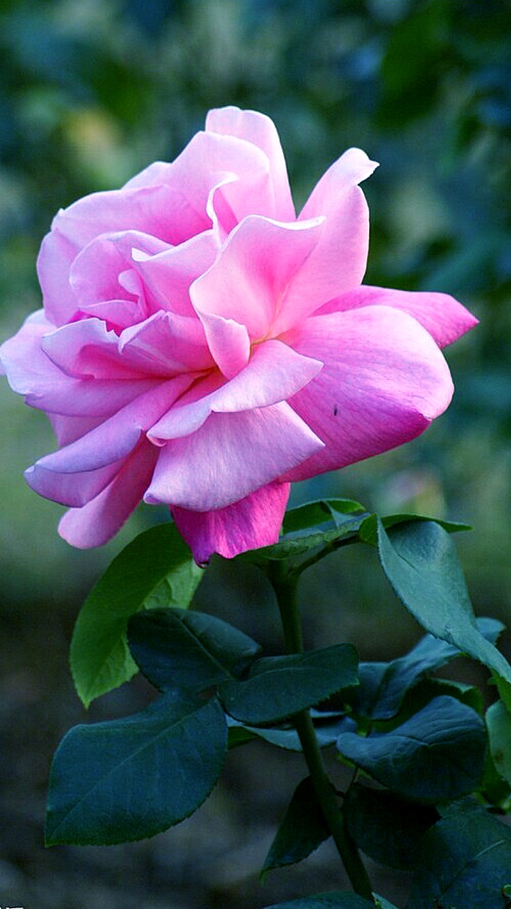 一年四季都能开花的月季 装点你的美梦系列手机壁纸