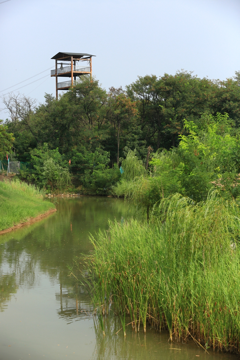 郑州雁鸣湖蟹岛犹如水上江南 陪孩子度过浪漫的亲子时光