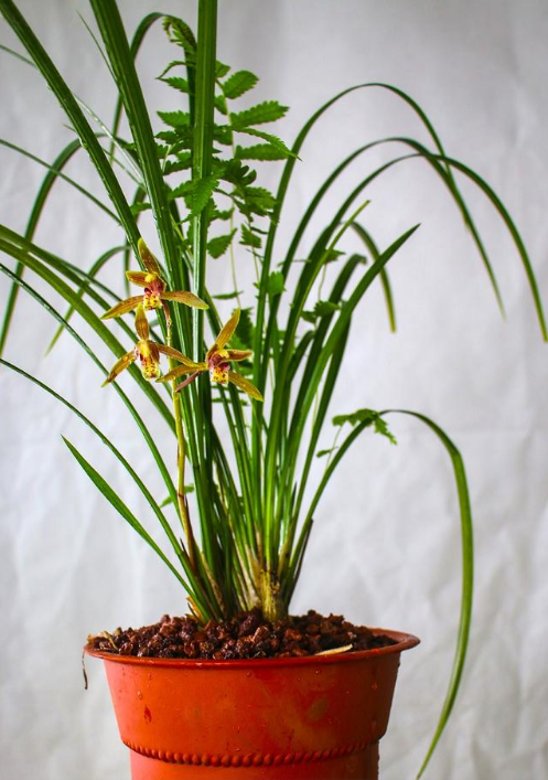 秋芝究竟是什么兰花?秋芝是不是建兰?