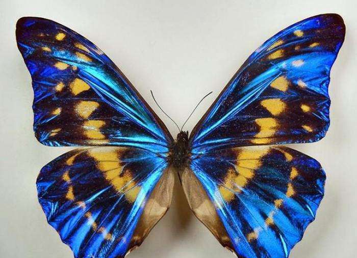 凤蝶|蝴蝶|眼蝶_新浪新闻