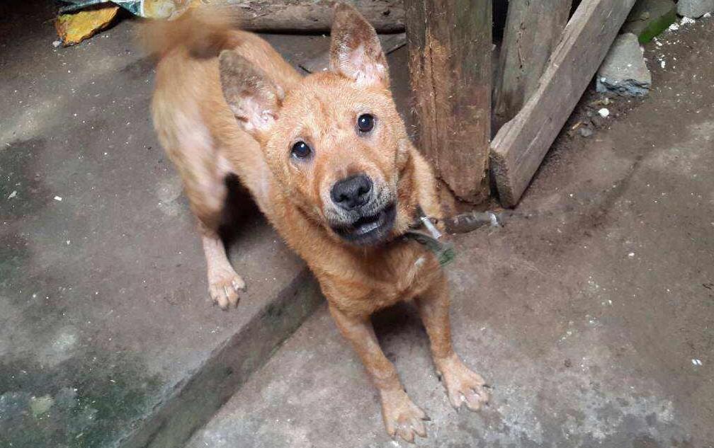 其实是先入为主惹的祸,这些狗颜值不低