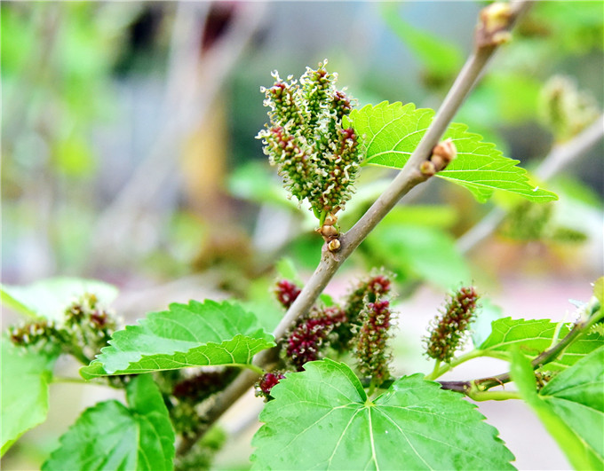 严冬过后绽春蕾,佛山渔耕粤韵文化园万株桑树发新芽开桑葚花
