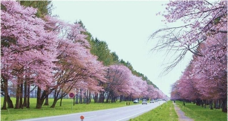 绽放最美春天 日本北海道 樱花漫天 梦幻般赏景游玩之地 绽放最美春天 日本北海道 樱花漫天 梦幻般赏景游玩之地