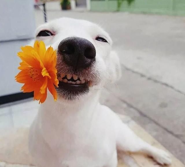 治愈系的天使般狗狗的笑容汪汪头像封面抖音头像