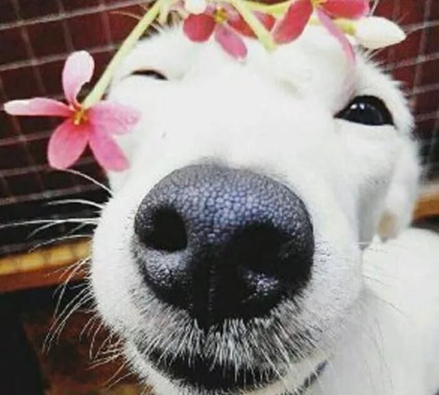 治愈系的天使般狗狗的笑容汪汪头像封面抖音头像