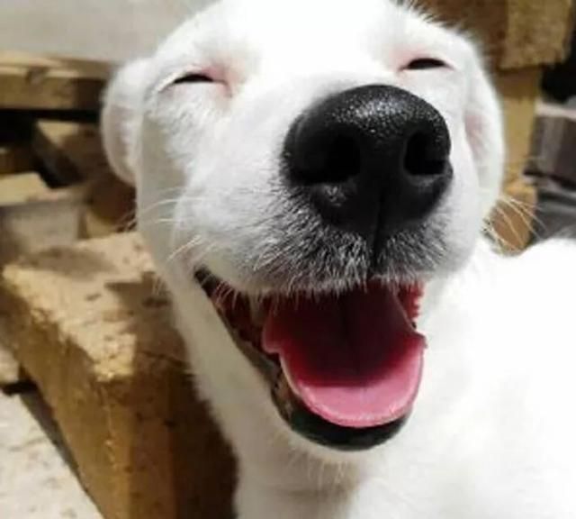 治愈系的天使般狗狗的笑容汪汪头像封面抖音头像