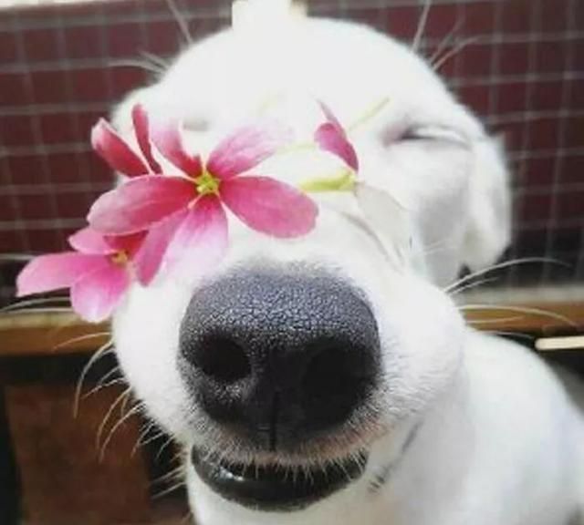 治愈系的天使般狗狗的笑容汪汪头像封面抖音头像