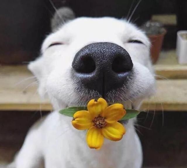 治愈系的天使般狗狗的笑容汪汪头像封面抖音头像