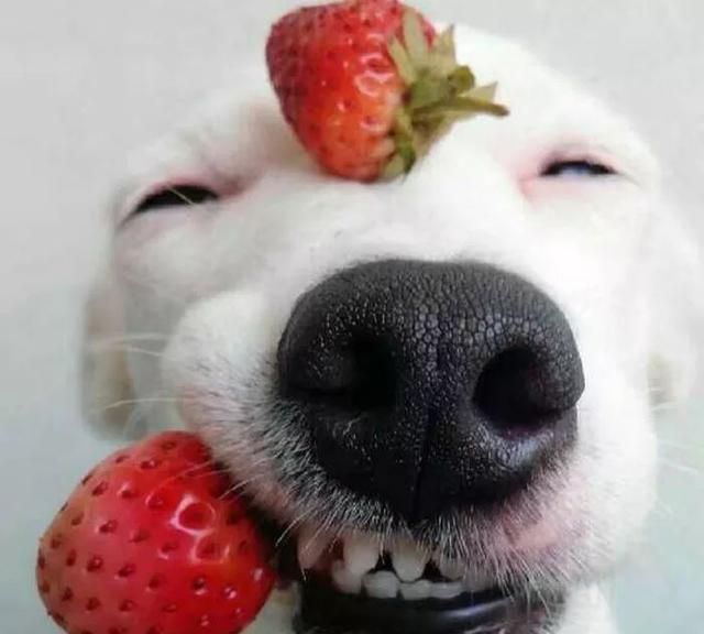 治愈系的天使般狗狗的笑容汪汪头像封面抖音头像