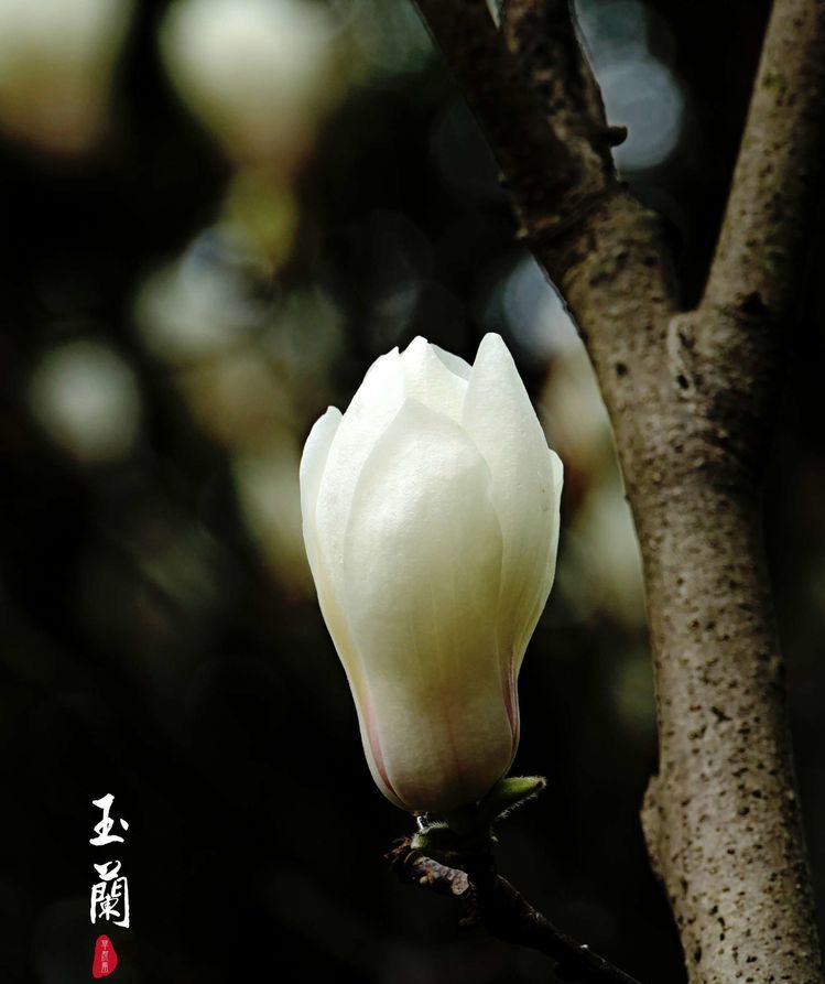 白玉兰在春寒料峭中竞相开放站在树下,细细端详,千枝万蕊的玉兰花莹洁