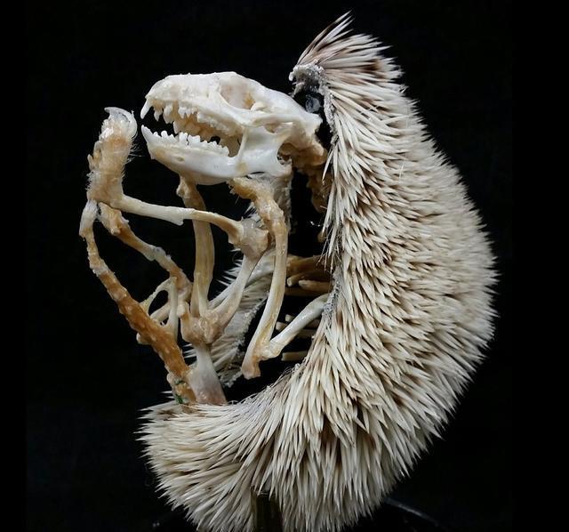 四种动物的骨架,不看名字猜不出,肉眼看不透它们的真面目|骨架|刺猬