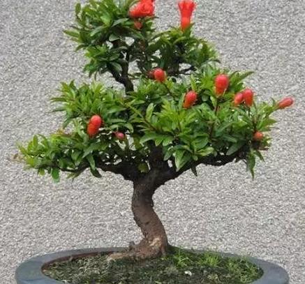 家里盆栽被人嫌弃无用?试试以下三种,用果实堵住他们的嘴