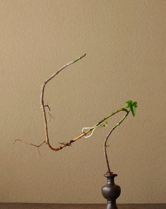 一日一花 自然野趣流的代表人物日本当红花艺大师川濑敏郎作品 一日一花 自然野趣流的代表人物日本当红花艺大师川濑敏郎作品