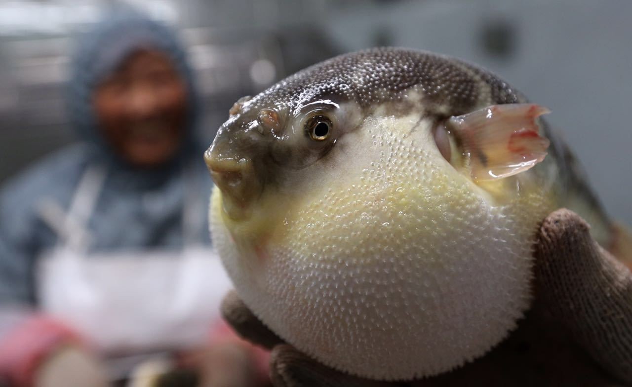 这种植物的毒堪比河豚 非洲人却一日三餐都离不开它