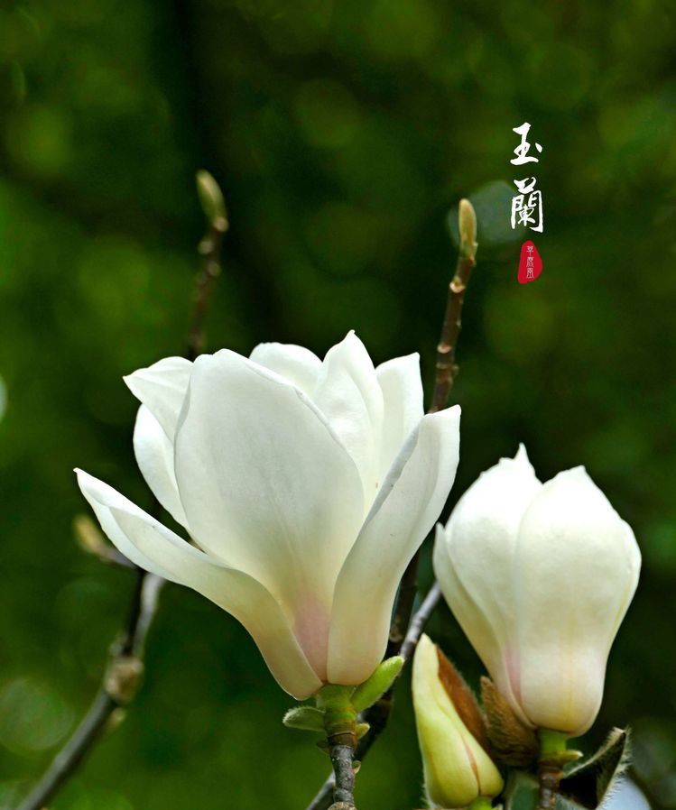 初春的白玉兰美腻了