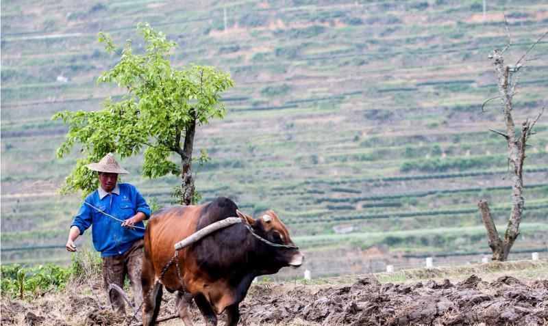 我们致敬劳动者,尤其是最辛劳,最朴素的农民们!