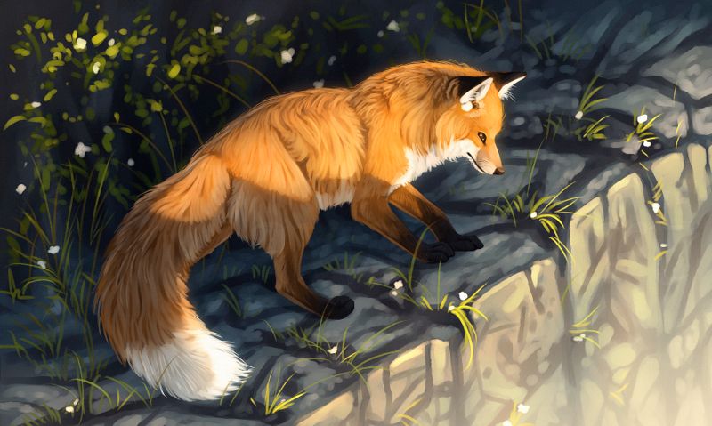 一组漂亮的动物插画欣赏:各种姿态的狐狸,画的很传神