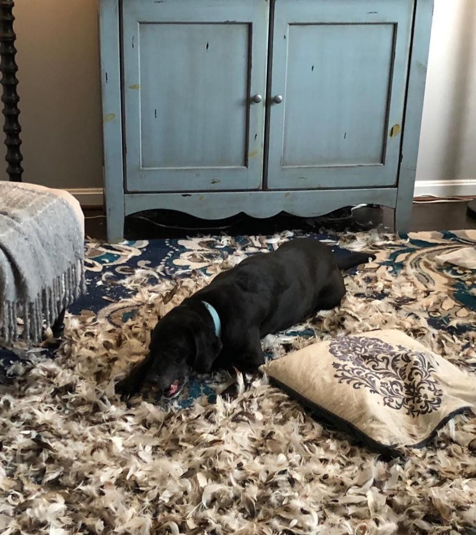 主人不在家 新浪网