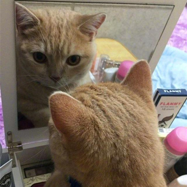 橘猫偶然间看到镜子里的自己顿时惊呆了我怎么这么可爱