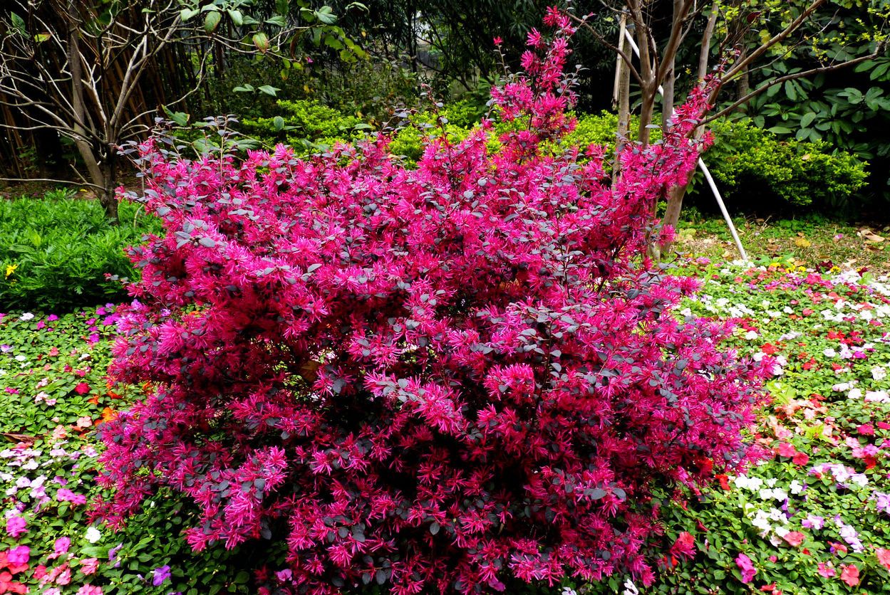 红花檵木(红继木)的简单介绍_高清图集_新浪网