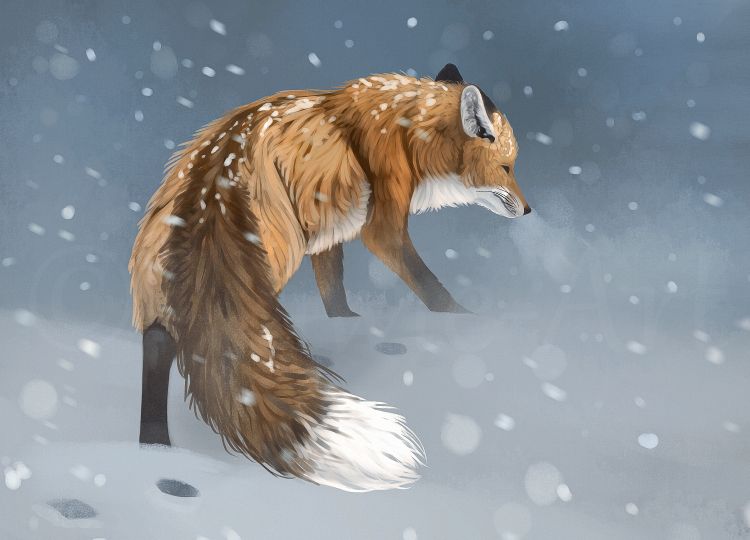 一组漂亮的动物插画欣赏:各种姿态的狐狸,画的很传神