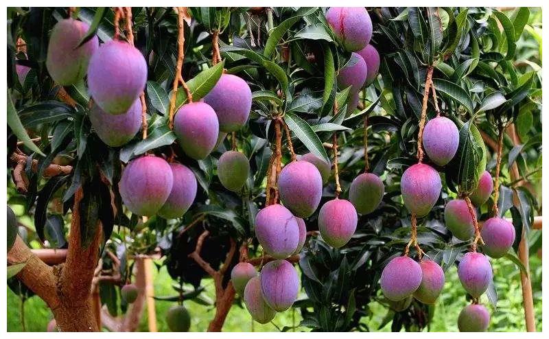 湛江这种超抢手,还获得国家地理标志认证的水果,真香