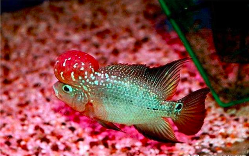 4,罗汉鱼锦鲤也叫"招财旺富鱼",是我们饲养最久的观赏性鱼类,很有灵性