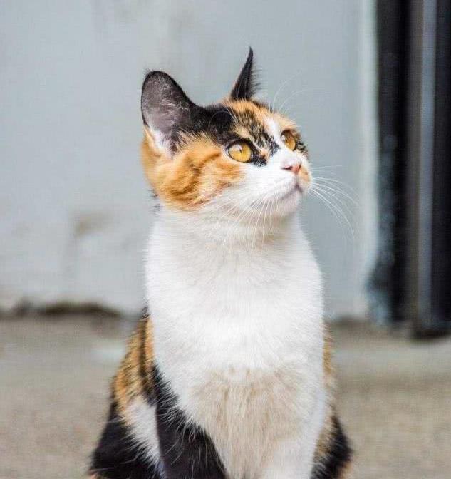 三花猫狸花猫的原产地是中国,属于自然猫,是在千百年中经过许多品种的