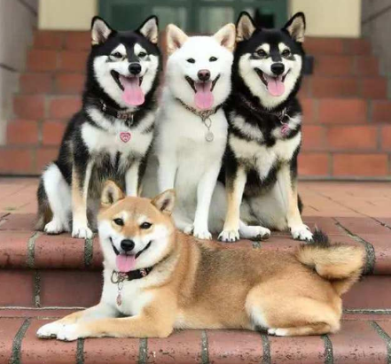 一口气集齐四只三种不同花色的柴犬是种什么体验看看就知道了
