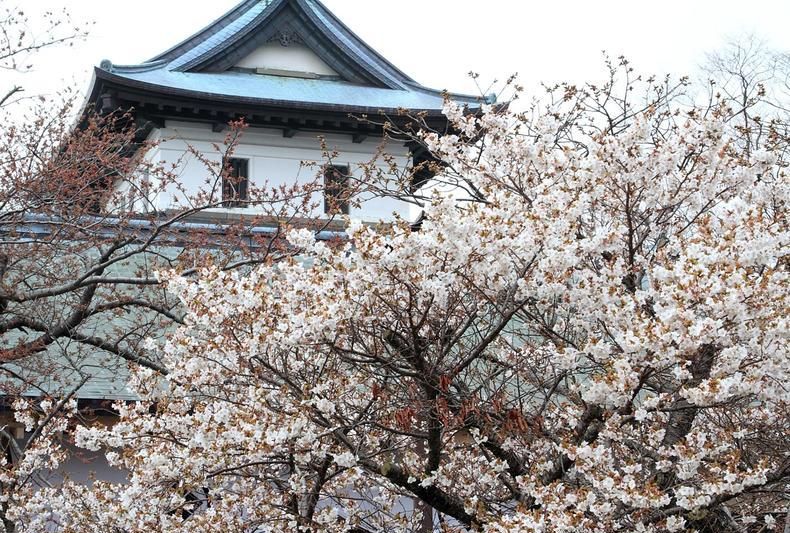 绽放最美春天 日本北海道 樱花漫天 梦幻般赏景游玩之地