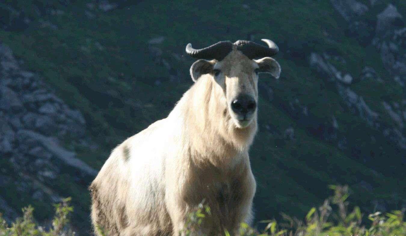 高黎贡山现一羚牛,头如马角如鹿,会啃石头,出现敌情凶猛前冲!