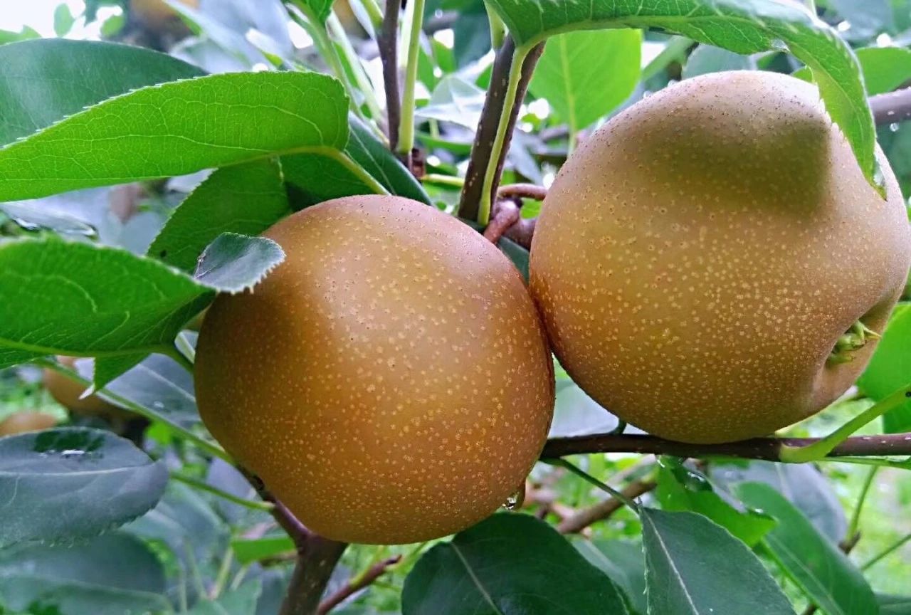 我梨不开你炎炎夏日的诱惑脆爽味甜的麻城黄花梨