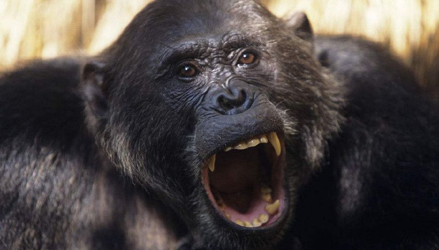 黑猩猩对你笑并不是高兴而是另有含义