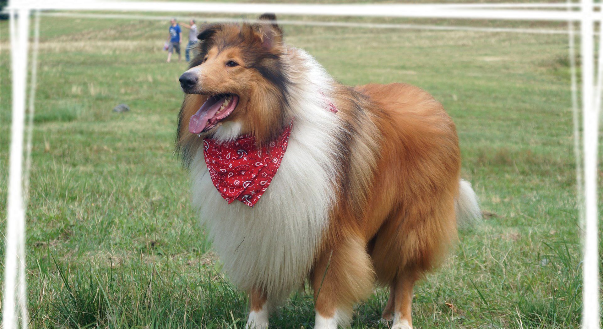 苏格兰牧羊犬图片壁纸放送