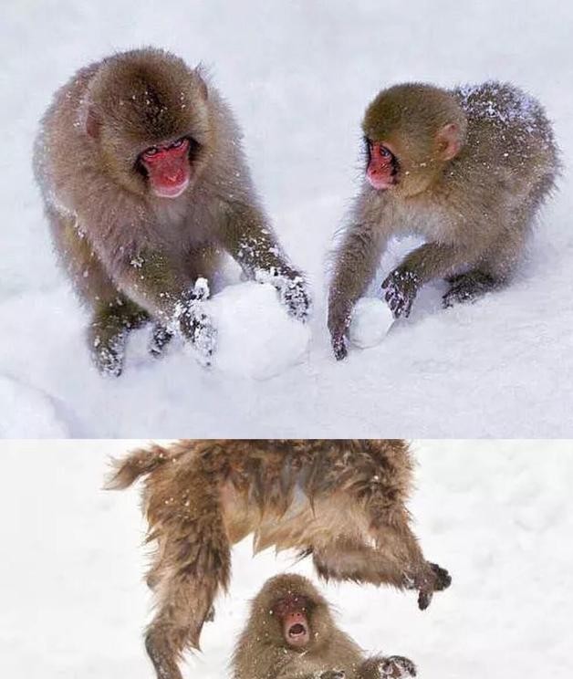 雪球|雪猴|打雪仗_新浪新闻