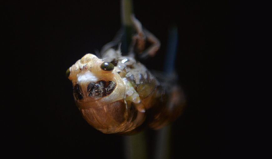 实拍金蝉脱壳全程:黑暗苦工变成美丽小精灵