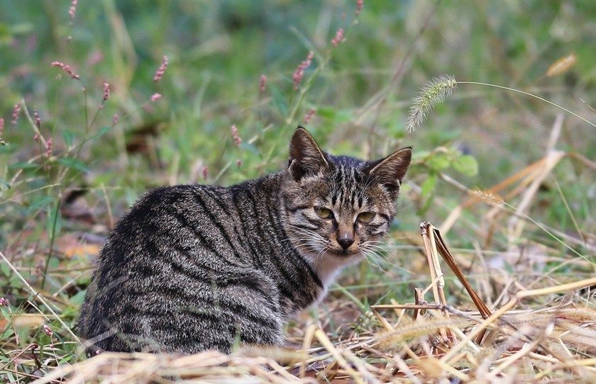 狸花猫深受大众的喜欢,它有漂亮,厚实的皮毛,健康的身体!