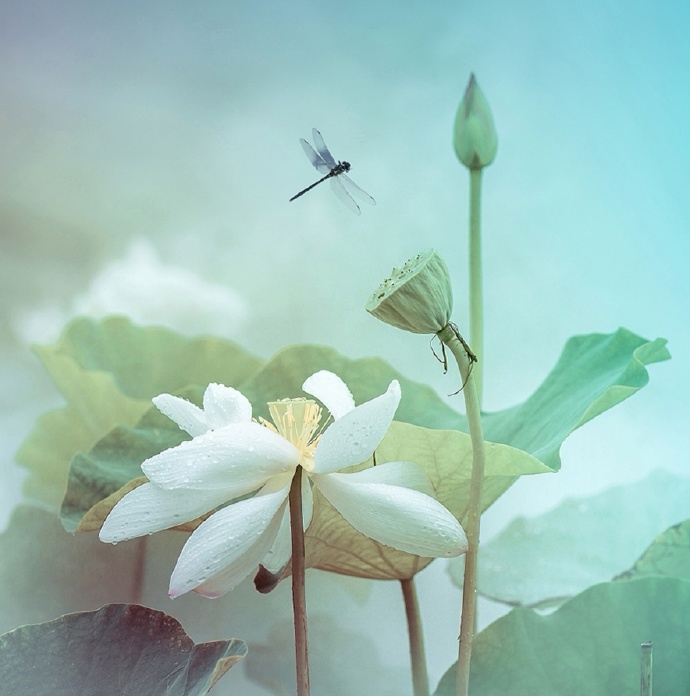 赏景情怀多溢美 看花心绪渐平和
