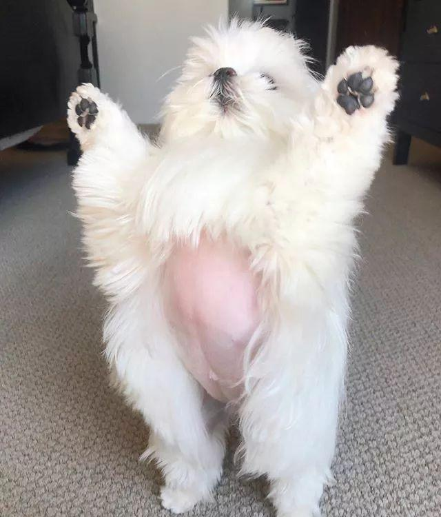 最爱卖萌的宠物狗,总是摆出要起飞的姿势,并以这个姿势爆红网络