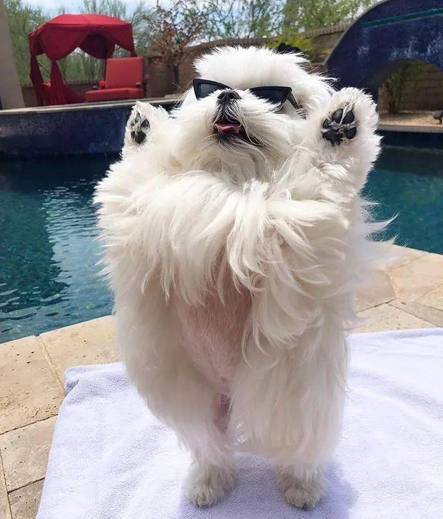 最爱卖萌的宠物狗,总是摆出要起飞的姿势,并以这个姿势爆红网络